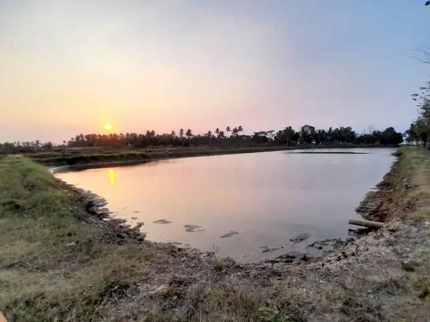 Sewa Tambak Udang 5 Ha, Panimbang Jaya, Banten