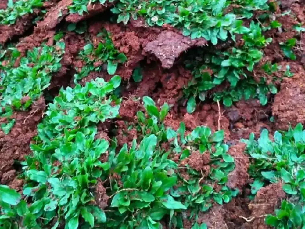 Ready stok berbagai macam rumput taman