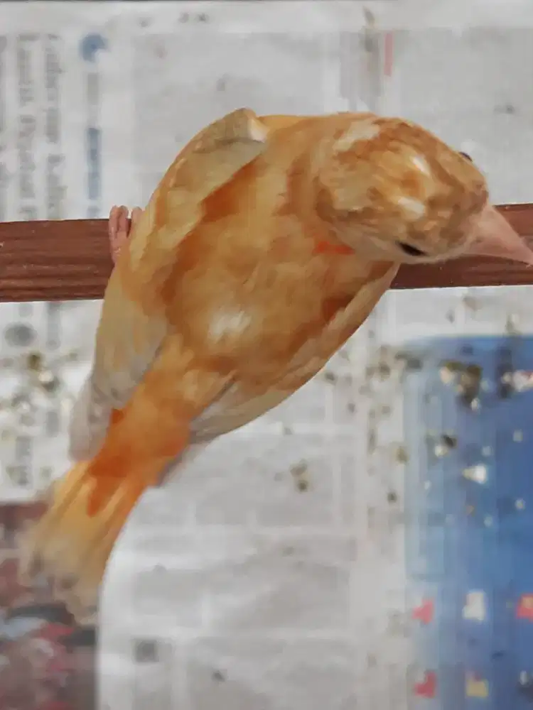 Siskin Doble Delute usia 2-3 bln