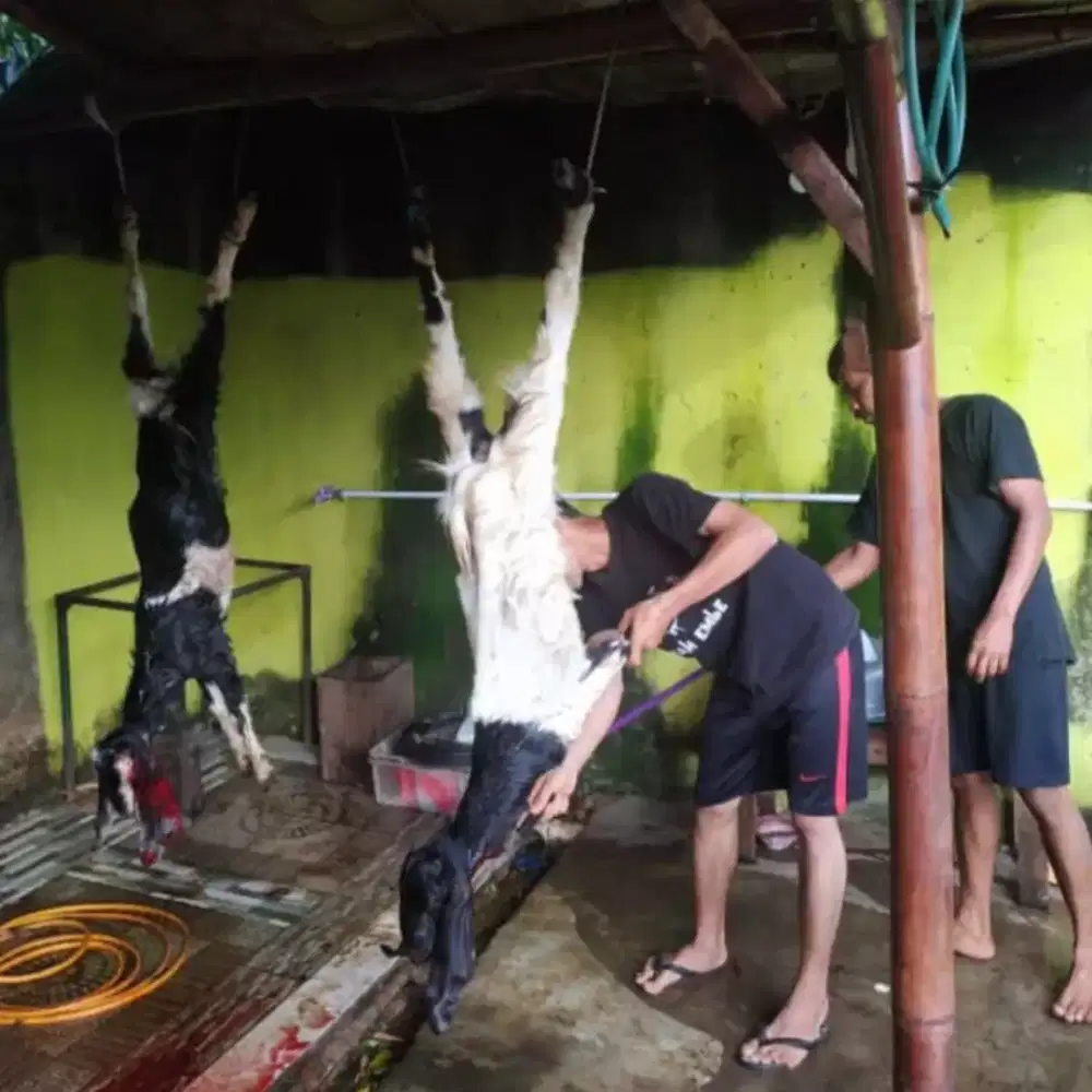 Tersedia kambing aqiqah dengan kwalitas terbaik