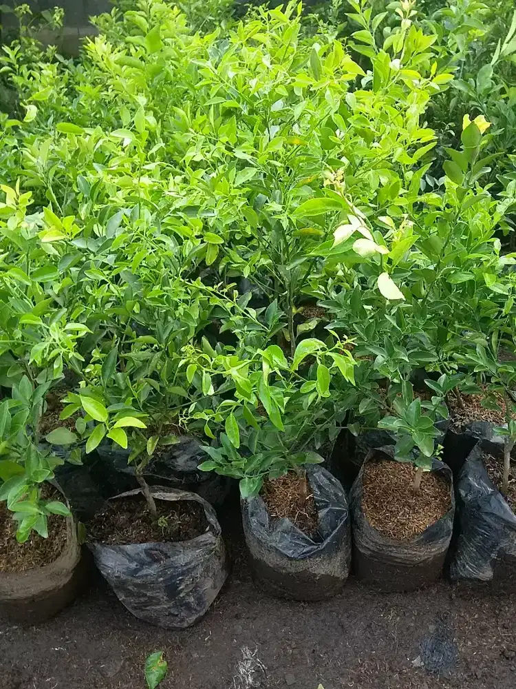 Grosir aneka bibit buah untuk siap berbuah