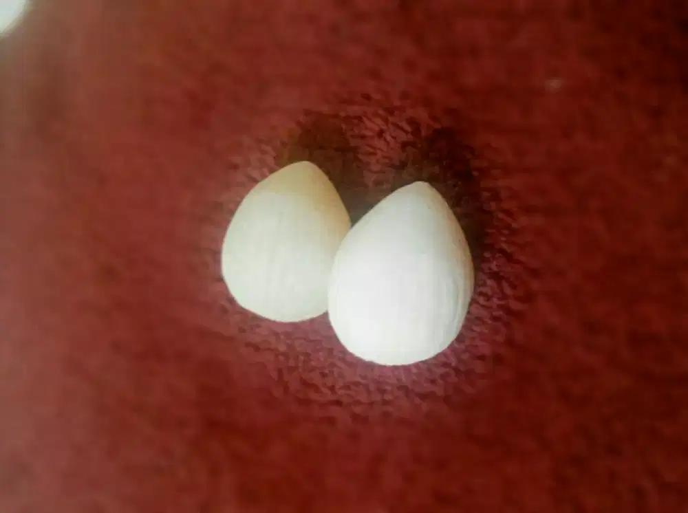 batu klapa buat koleksi