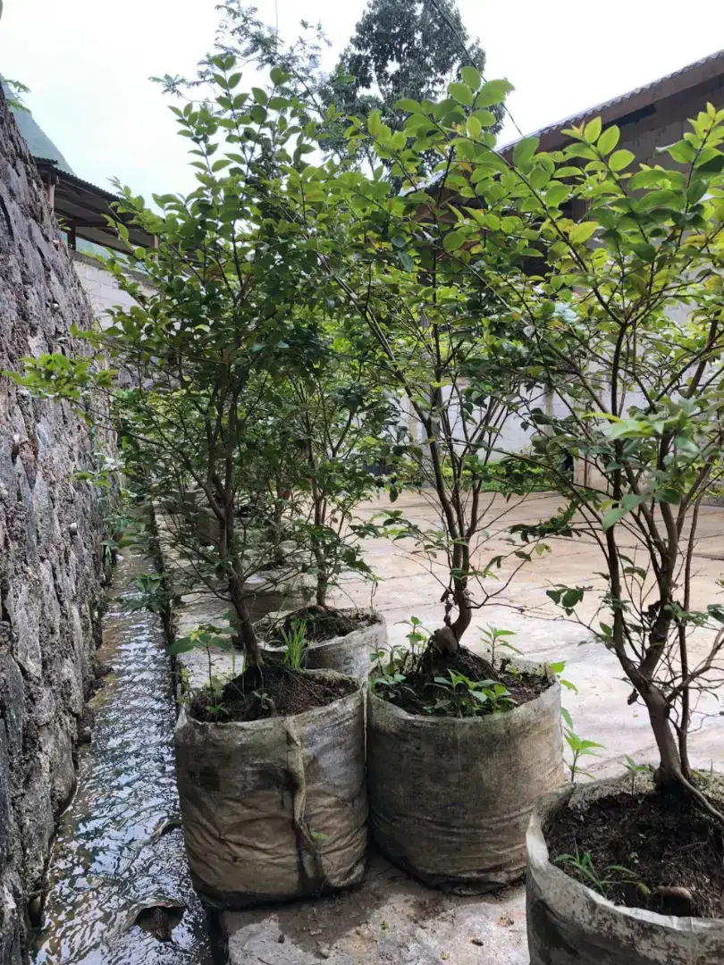 Jual pohon anggur berazil