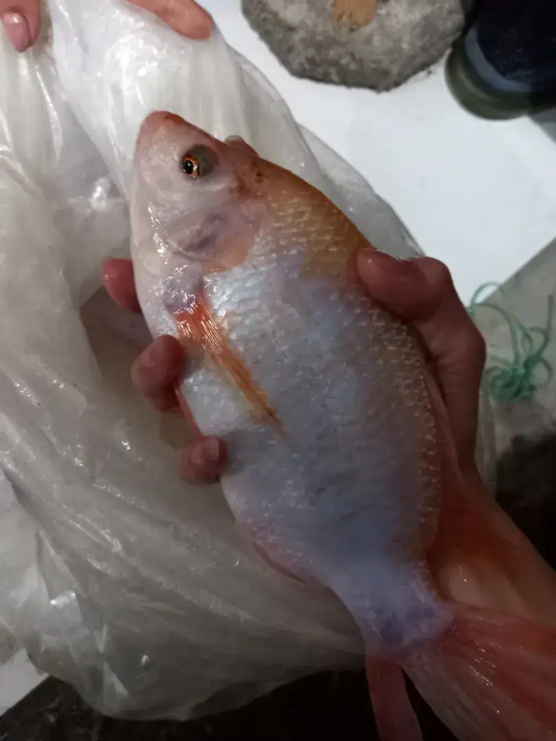 Ikan nila merah subang konsumsi