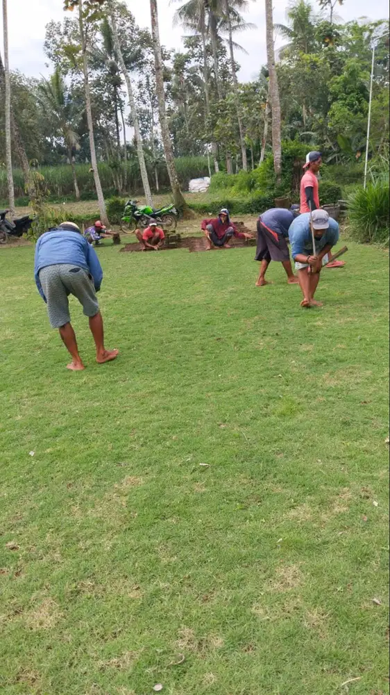 Harga Permeter Rumput Jepang Cilacap Kwalitas No1