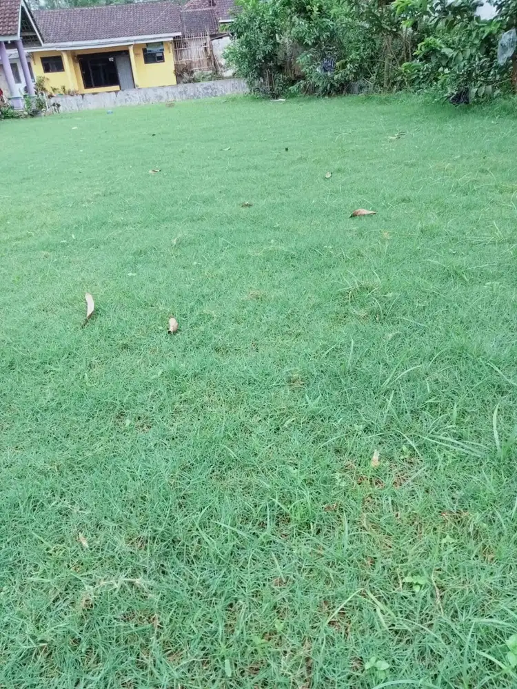 Harga Rumput Zoysia Magelang Termurah