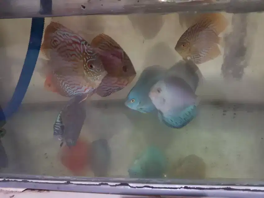 Ikan discus premium