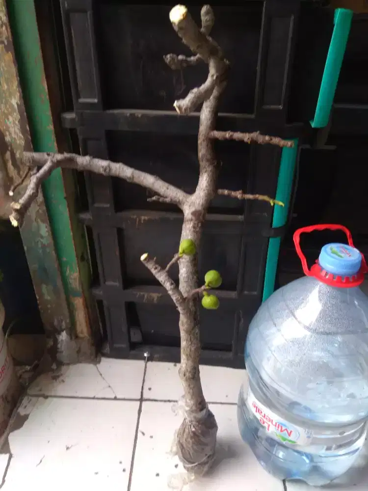 Pohon tin hijau cangkokan jumbo