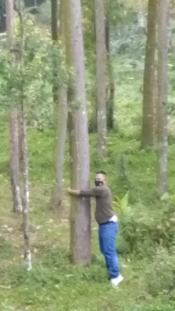 Bibit Ekaliptus Pelita