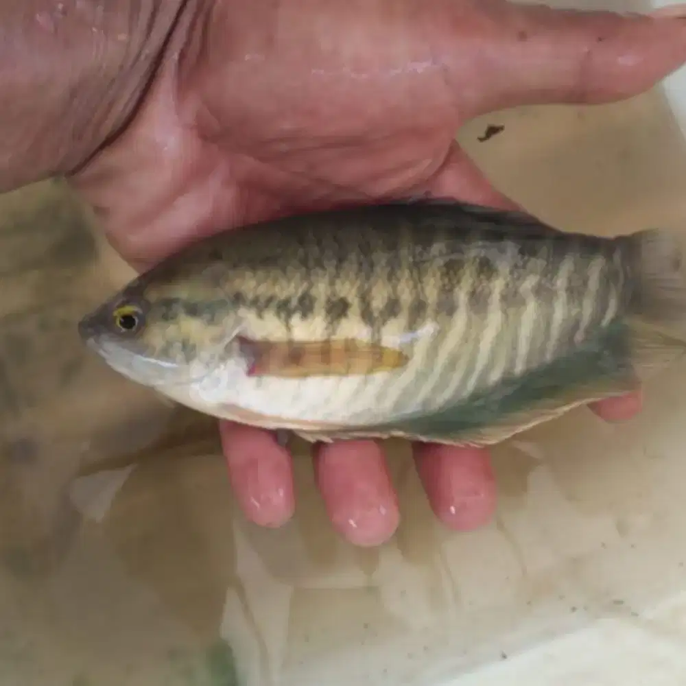 Amanah Olshope induk ikan sepat siyem