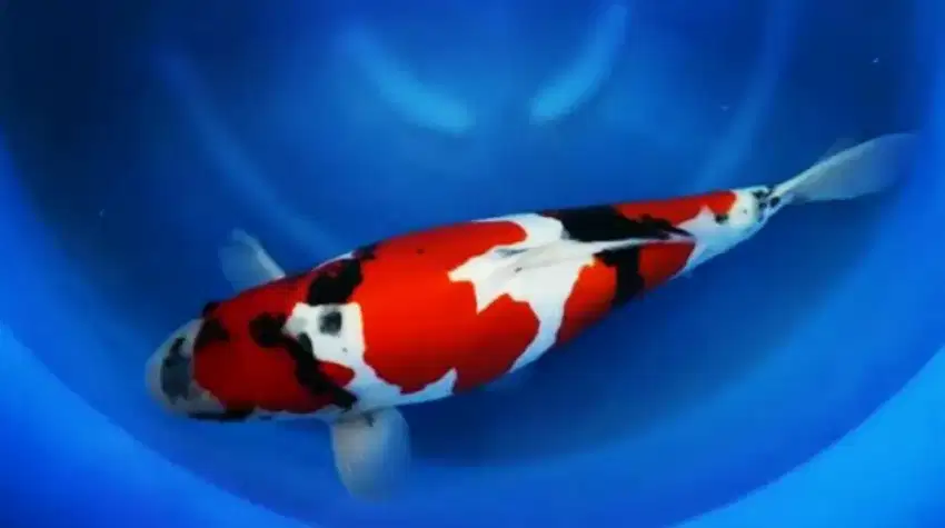 KOI IMPORT JEPANG OGATA SHOWA DOITSU SIZE 52CM