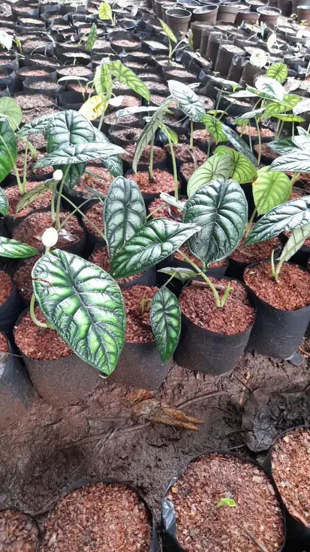 Jual pohon kelapa sayur /gading