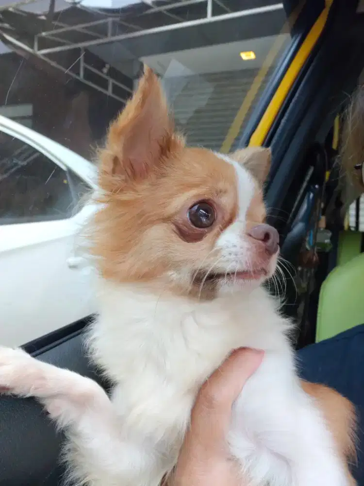 Cihuahua imut stambum