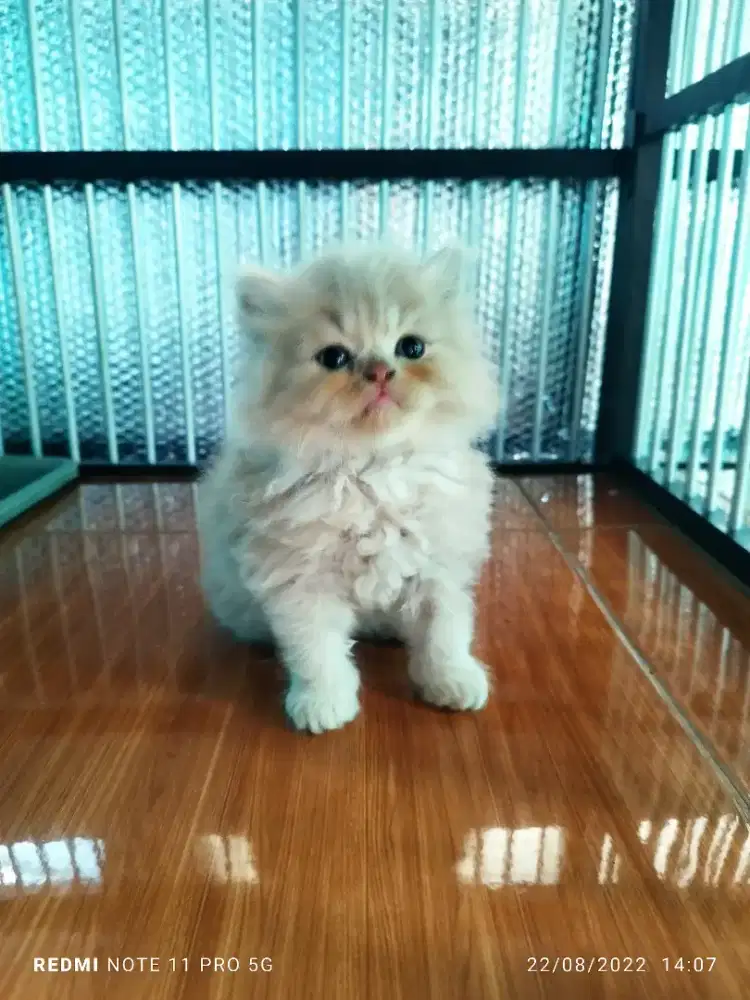 cat hotel/penitipan kucing/penginapan kucing