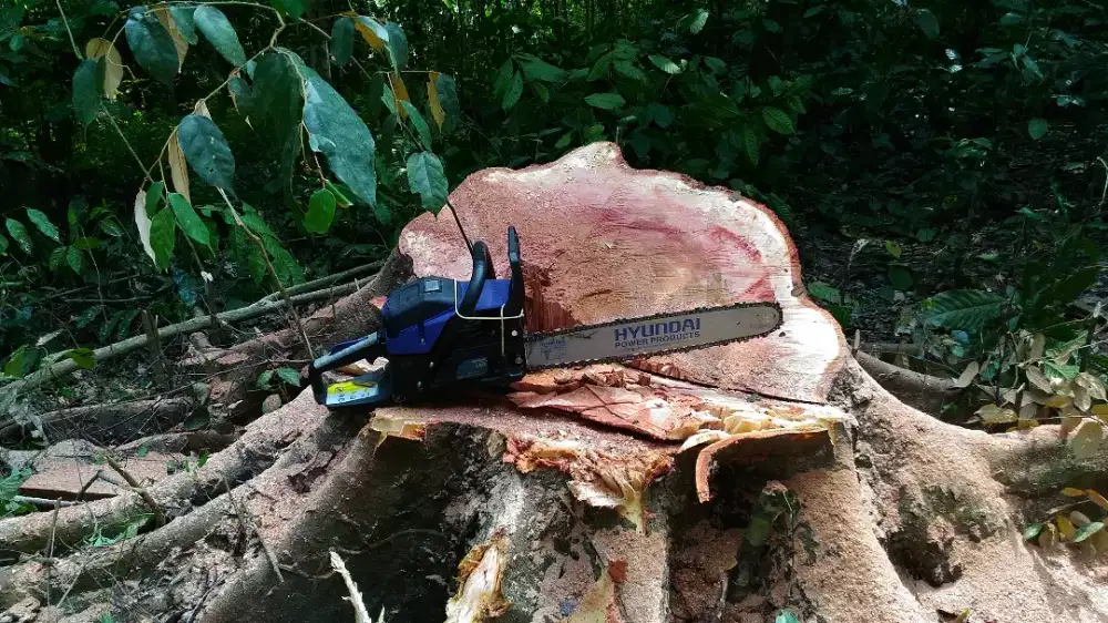 Mesin chain Saw,senso, mesin potong kayu, mesin tebang pohon