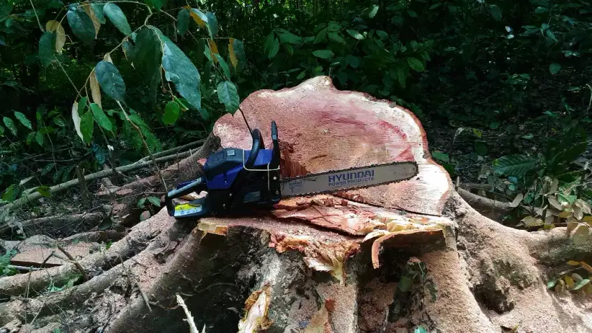 Mesin chain Saw,senso, mesin potong kayu, mesin tebang pohon