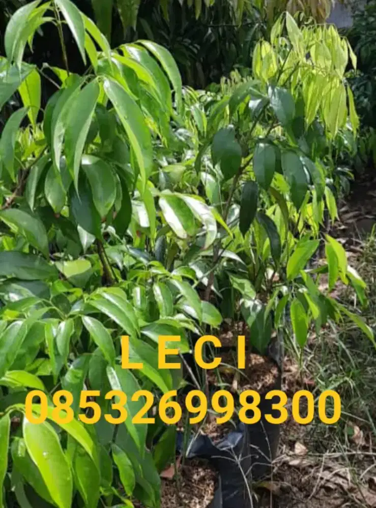 Jual bibit pohon L E C I