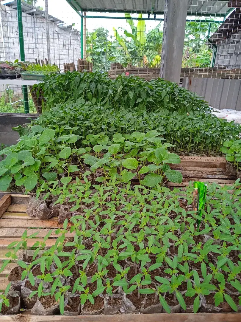 BIBIT SAYURAN CABAI, TERONG, KOL, TOMAT