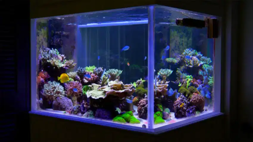 Jasa Interior Aquarium Laut Full Biota Lengkap