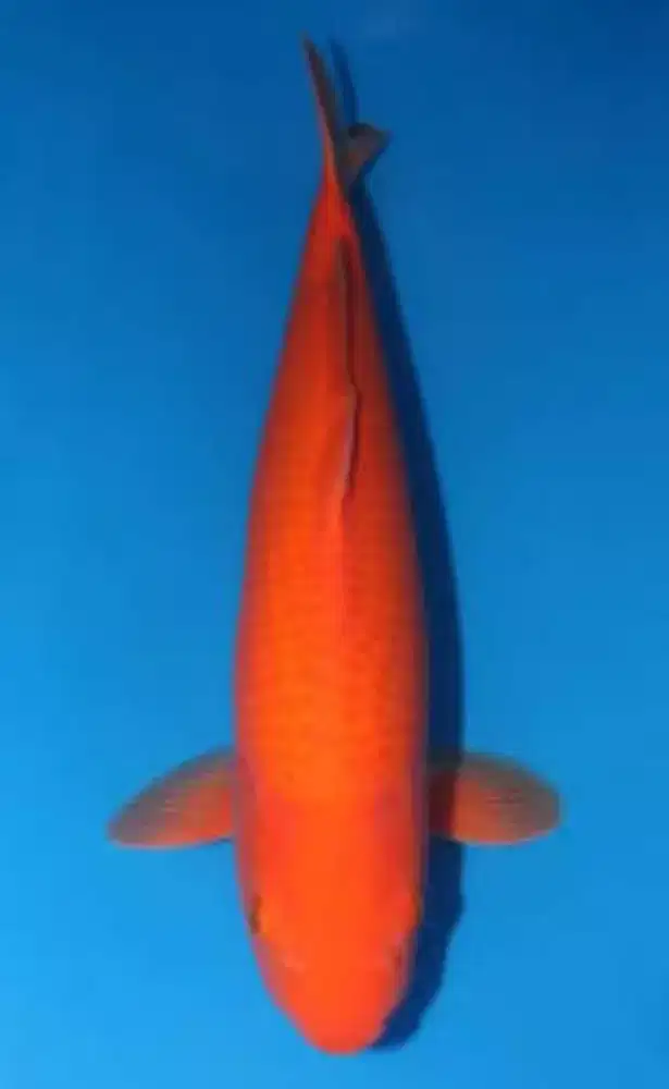 Ikan koi Blitar benigoi