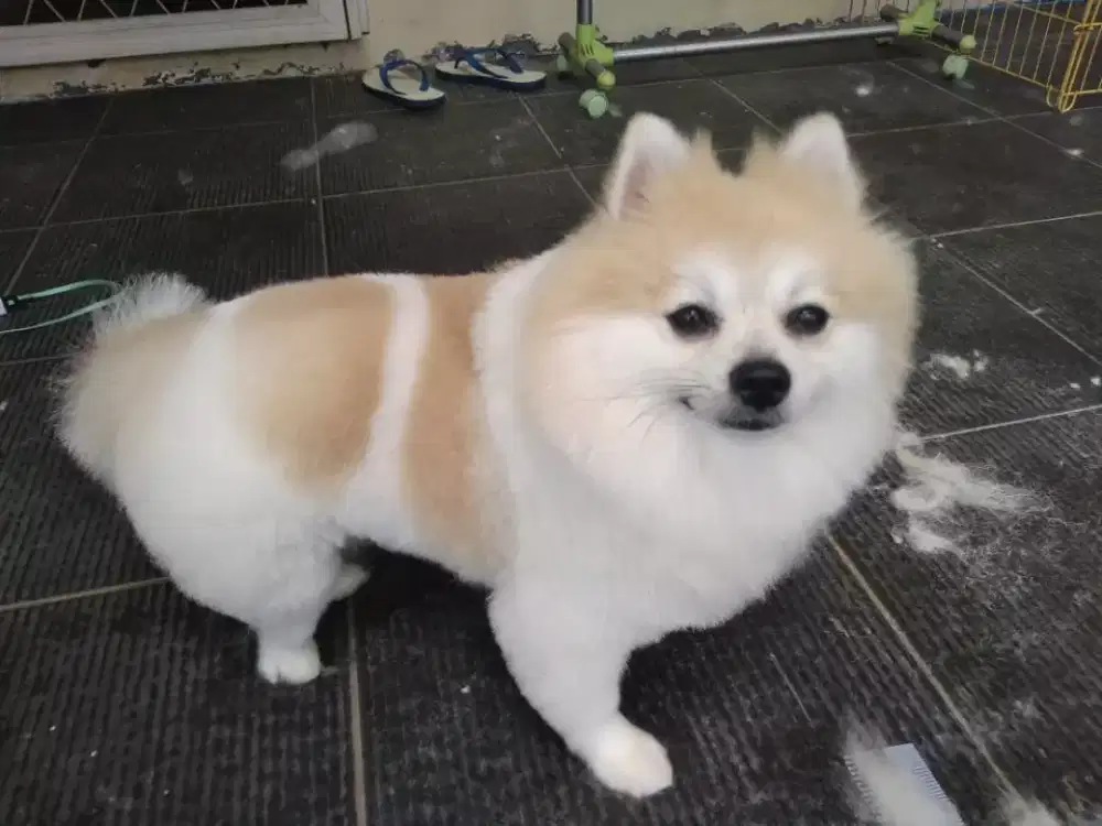 Termurah jasa grooming anjing kucing panggilan cukur bulu mandi rumah