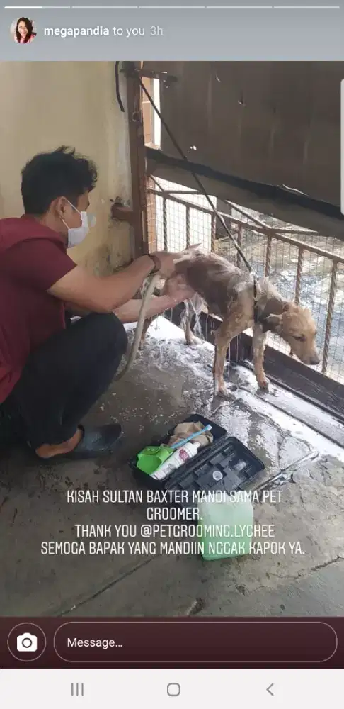 Termurah jasa grooming anjing kucing panggilan cukur bulu mandi rumah