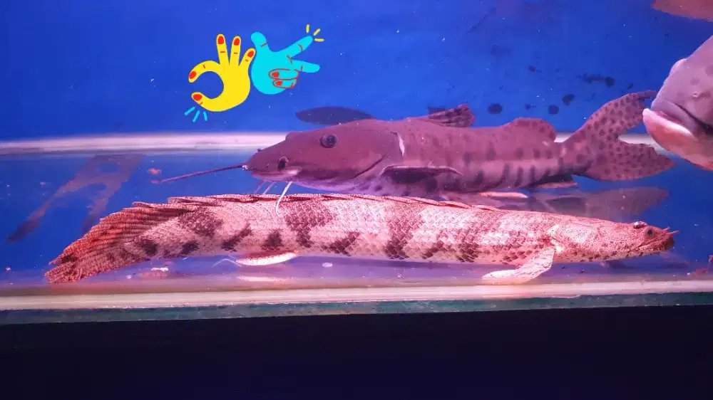 Terlaris Ikan Palmas/Naga Endlichery Good Marking Koleksi Istimewa