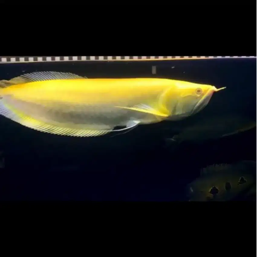 Ikan arwana silver albino