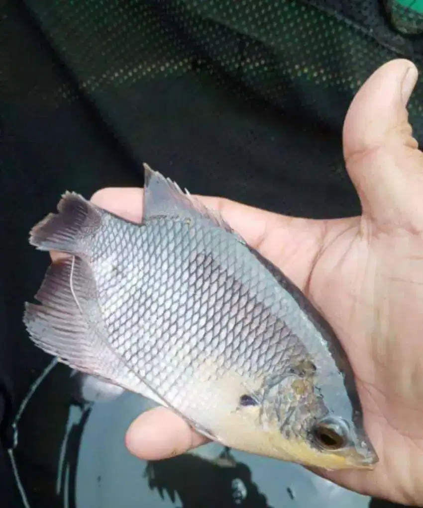 BIBIT IKAN GURAME