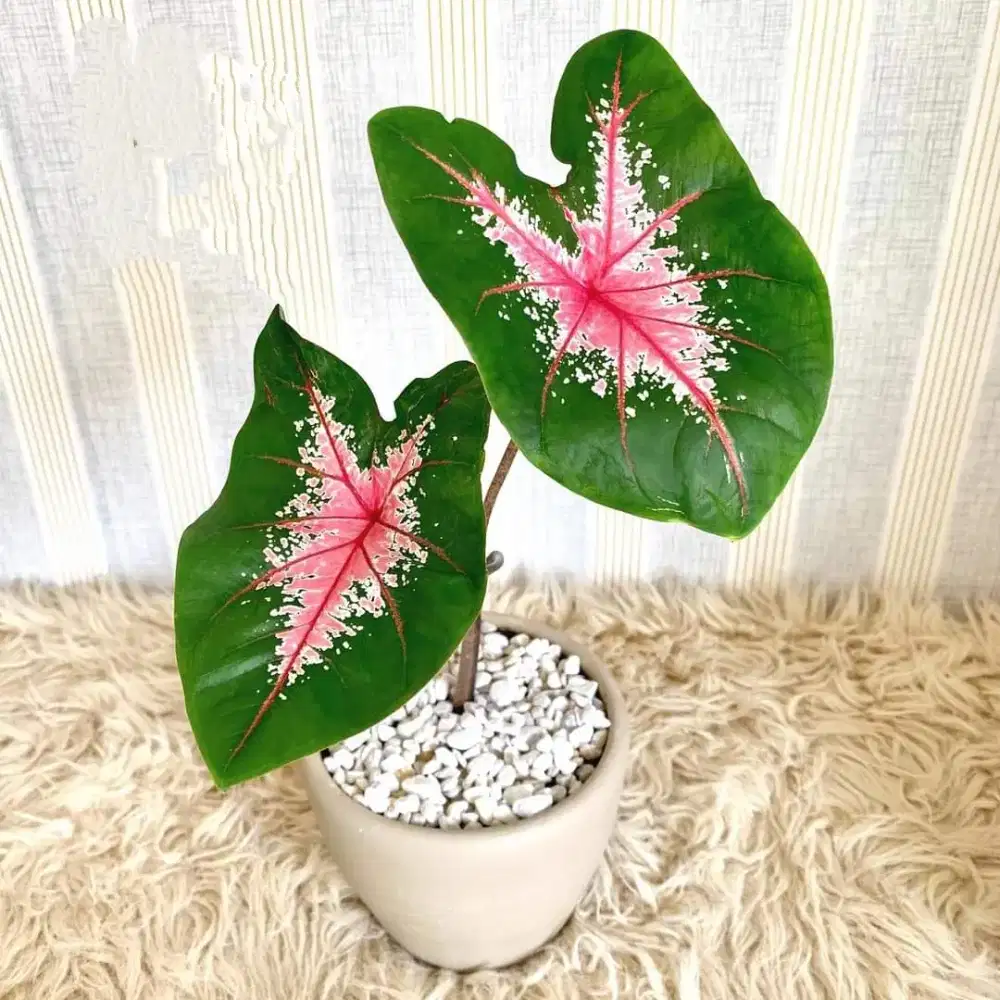 tanaman hias keladi caladium dekorasi ruangan penyerap radikal bebas