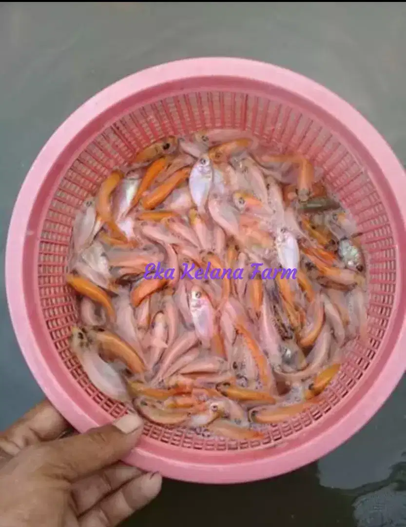 Jual Bibit Ikan Nila Merah Leuwiliang Bogor