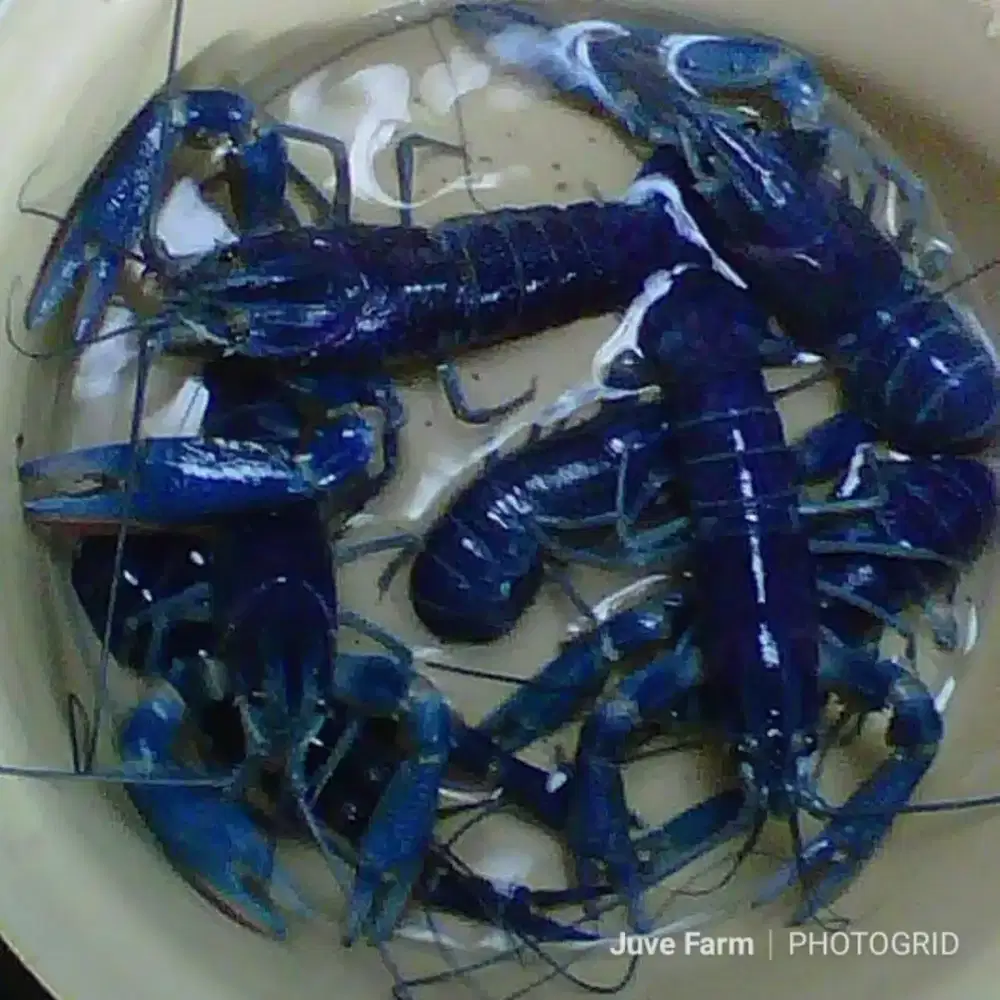 Indukan Lobster Konsumsi/warna biru