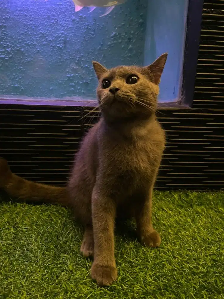 Kucing kitten BSH British Shorthair