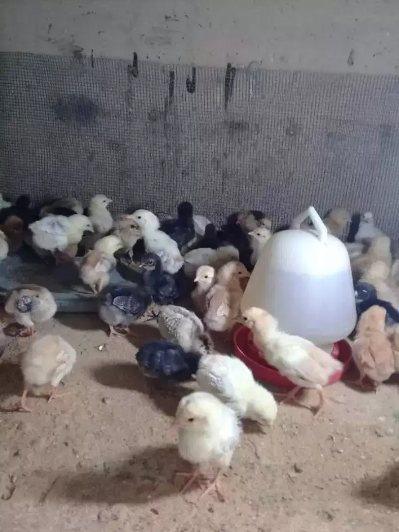 Anak ayam KUB usia 3 hari