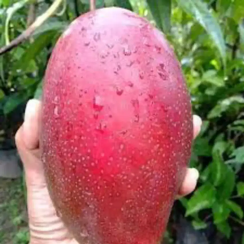 Siap tanam bibit mangga yuwen agrimania Mahatir irwin Bandar Lampung