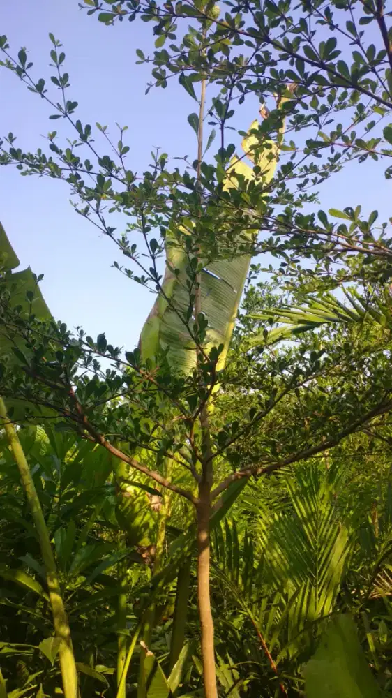 Ketapang kencana,jual Ketapang kencana,ketapang,jual tanaman hias