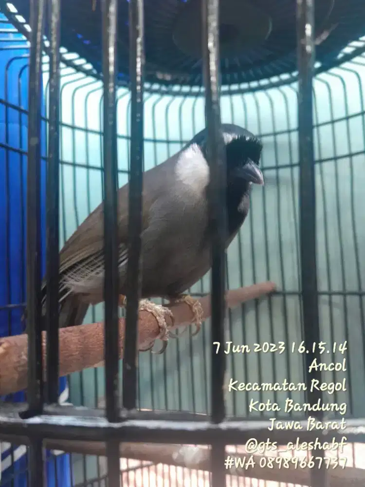 BURUNG POKSAY HONGKONG JINAK GACOR VARIASI CENGKOK ENAK MERDU ISIAN