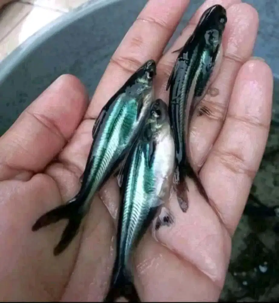 Bibit Patin hitam