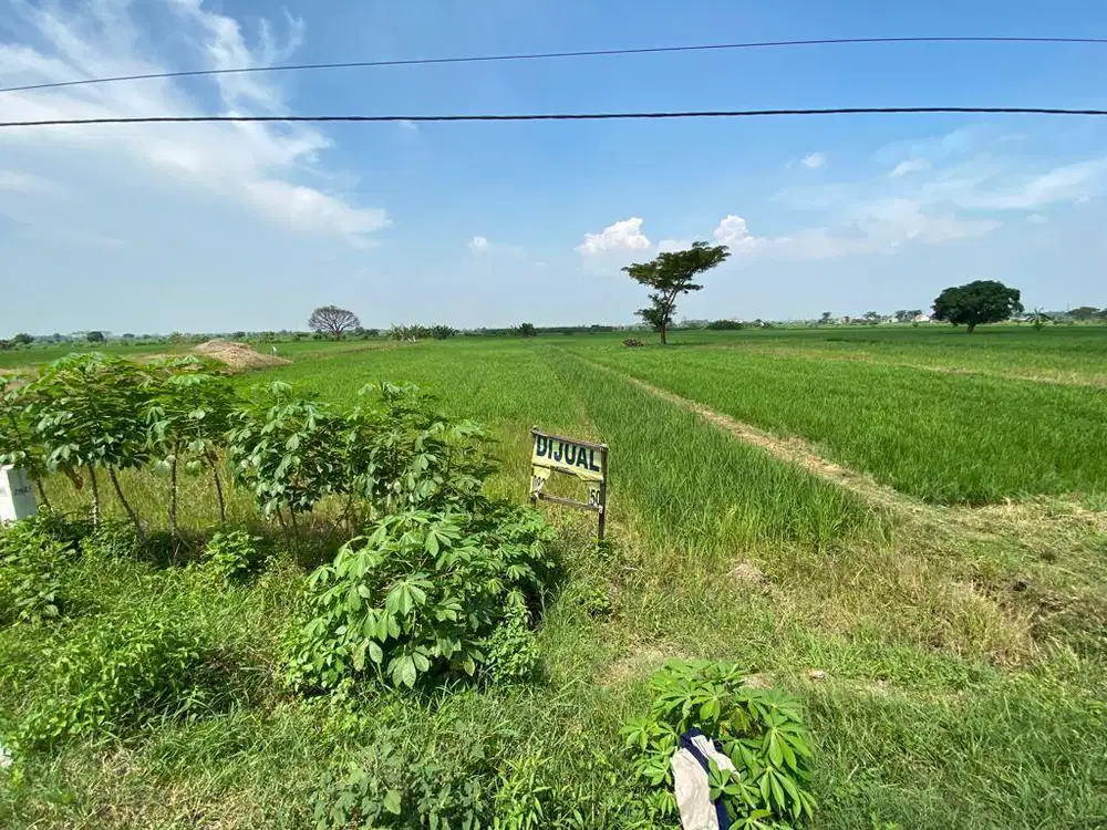 Tanah Sawah Dijual Nol Jalan Raya Wates Lingkungan Strategis Rame Tanah