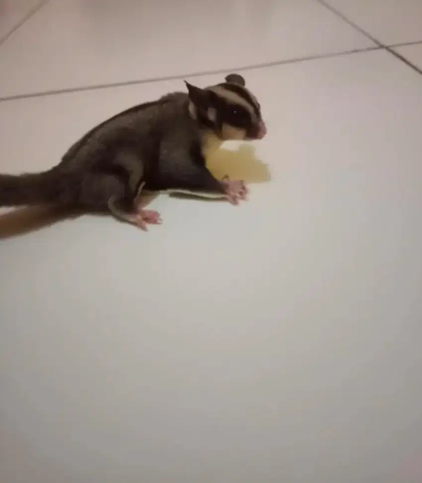 Sugar glider classic grey jantan umur 9 bulan