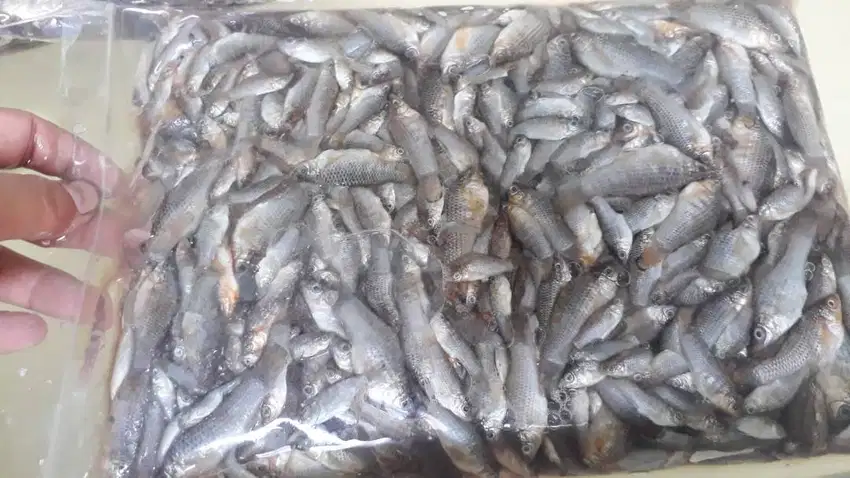 Ikan Cere Beku 1 kg cocok untuk Pakan Ikan Predator, Arwana, dll