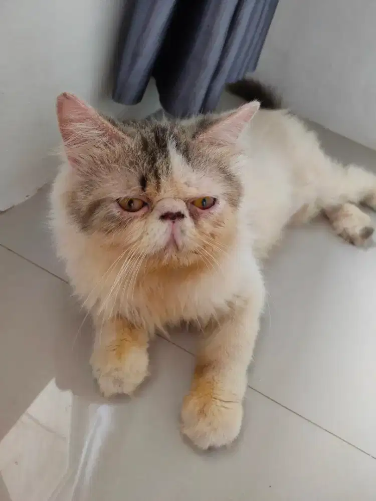 Kucing peaknose exo jasa pacak