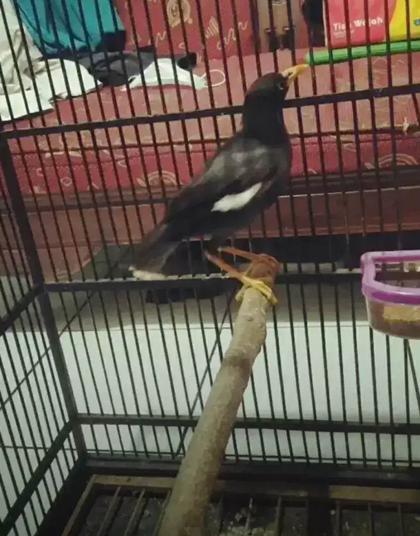 Jalak Kebo Jantan, Barter Ajukan Saja.