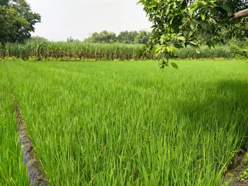 Tanah Sawah bagus,subur,terawat