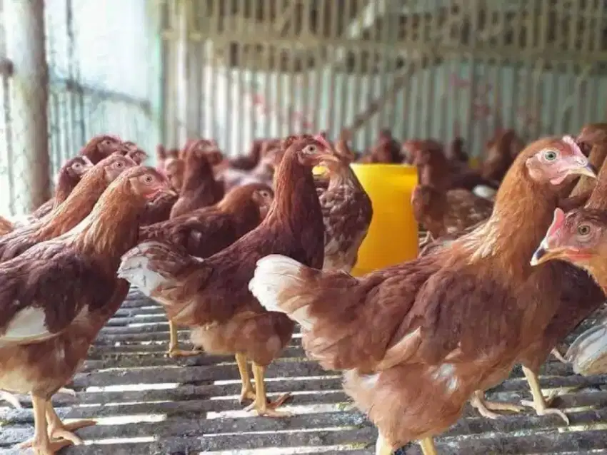 Jual Bibit Ayam Petelur Pullet Usia 12 - 16 Minggu