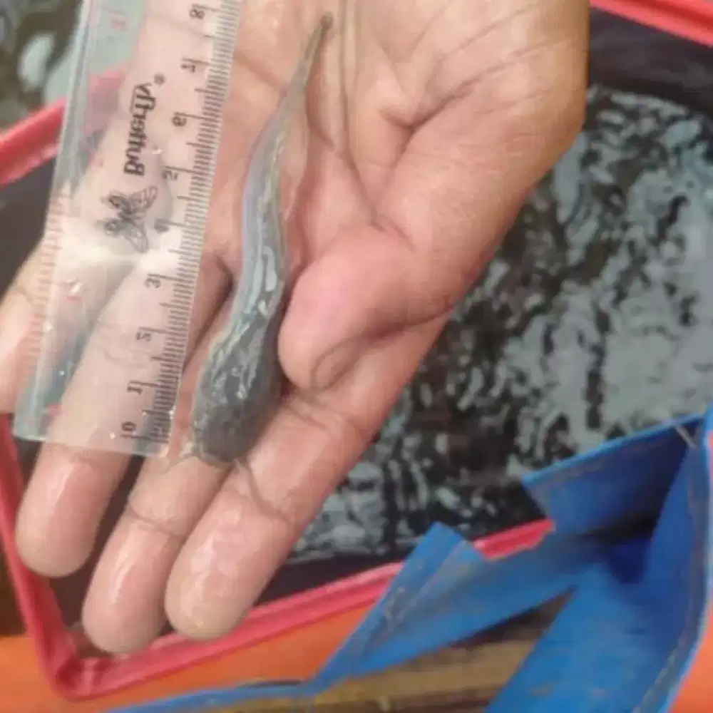 Bibit ikan lele,ikan mas,Gurame,Nila merah,Patin,bawal,ikan gabus