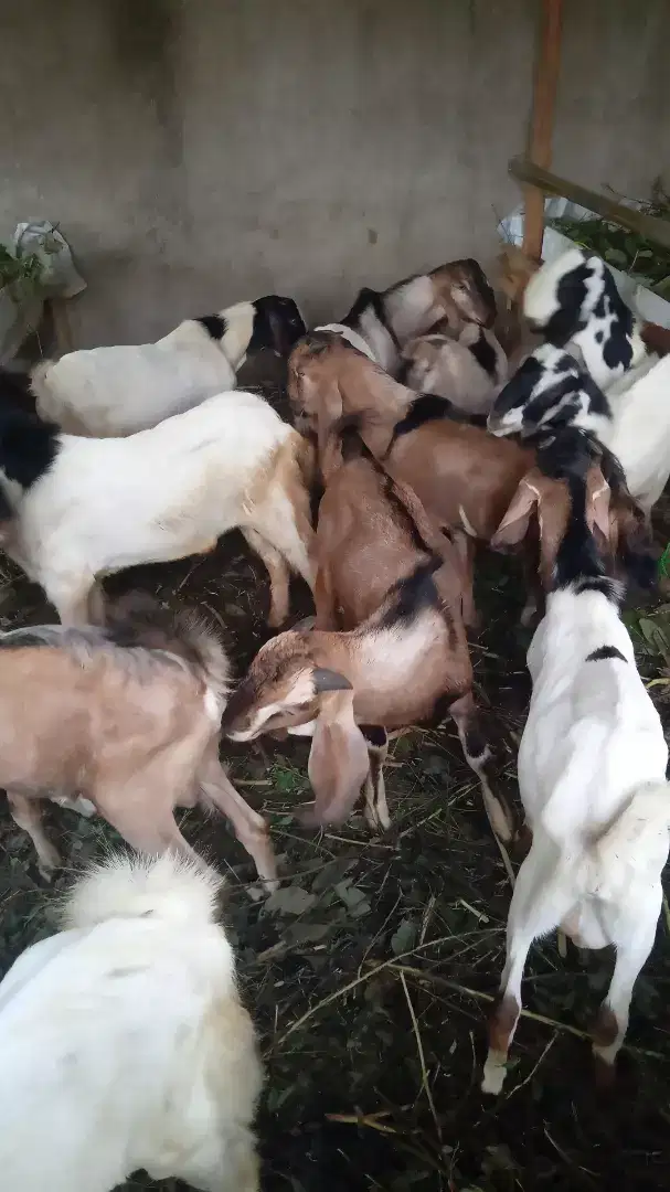 Aqiqah kambing terbaik 2024