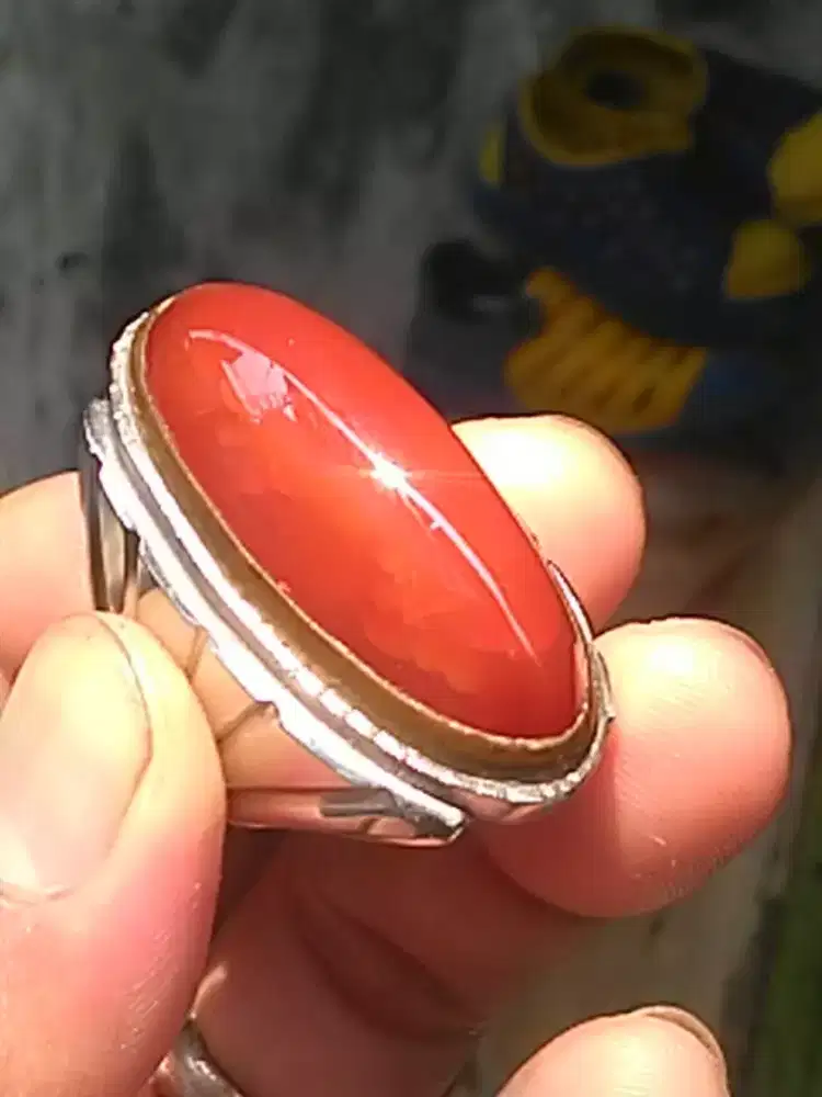 pandan merah ( 361512 )