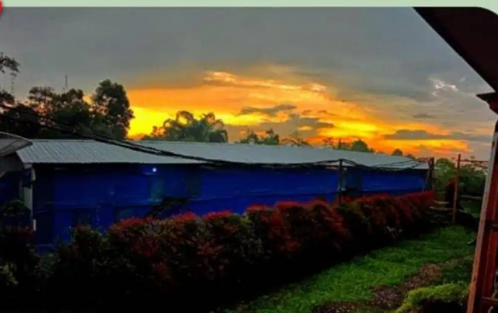 Dijual kandang ayam bonus villa