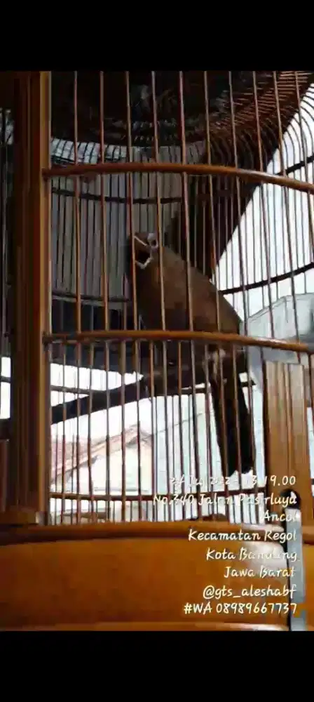 BURUNG WAMBI HWAMEI JANTAN GACOR MULUS